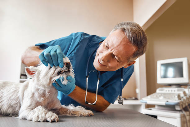 Best Urgent Dental Care for Toothache in Rio Pinar, FL